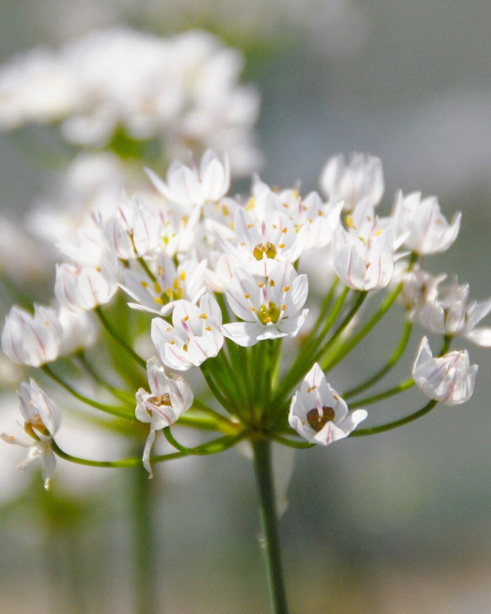 Allium Neapolitanum Фото с просторов интернета