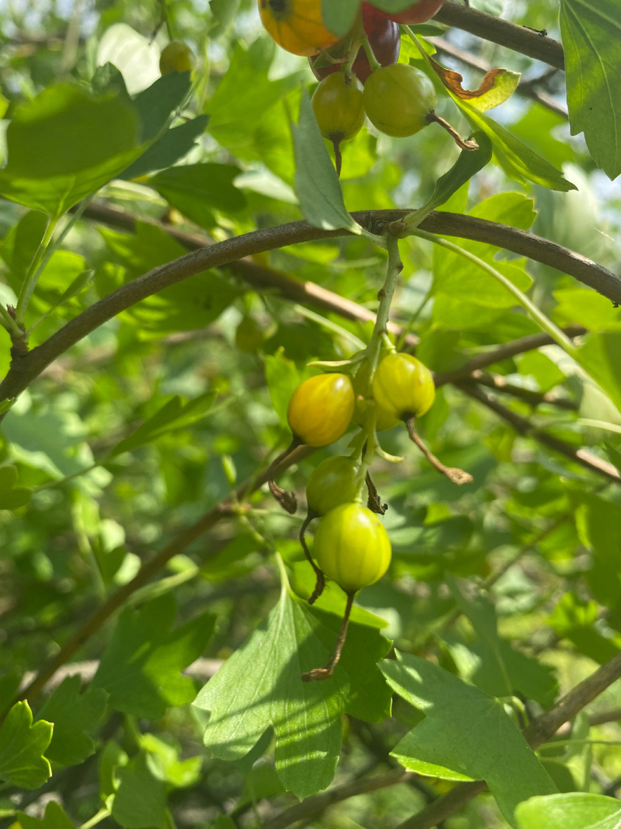 Дикая  смородина (репис)