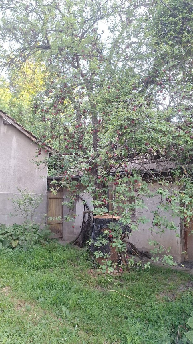 Слива - вся в плодах.
