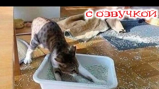 - КОТЫ СОЗДАЮТ УЮТ! Приколы с котами! САМЫЕ СМЕШНЫЕ ЖИВОТНЫЕ С ОЗВУЧКОЙ!