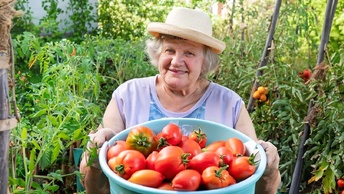 Весь июль подкармливаю помидоры 