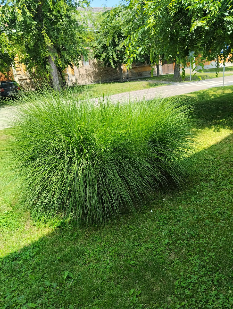 Зелёный пушистик.