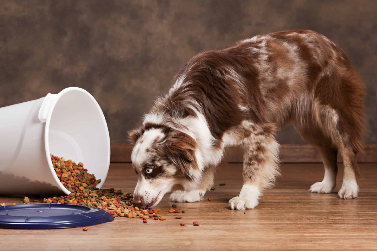 источник фото: https://a-z-animals.com/media/2022/04/Dog-food-for-Australian-Shepherds-header.jpg