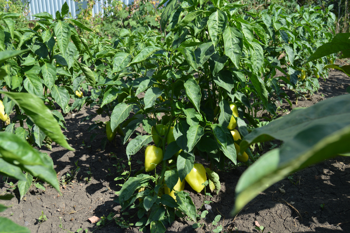 Фото автора. 30.06.2024. Перец Болгарский. Скоро покраснеет. Дождя ни капли. Тяжело ему без влаги. Трудно заменить дождь поливом.