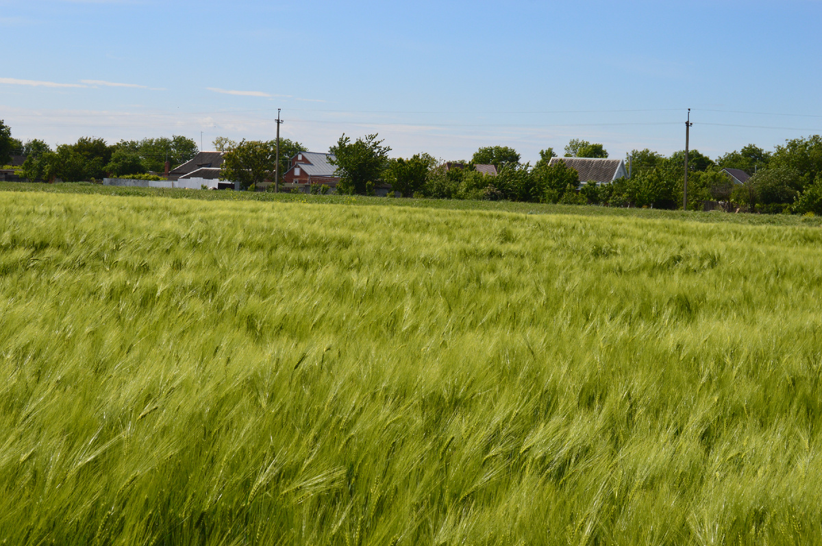 Фото автора. 09.05.2024. Ячменное поле на краю хутора.