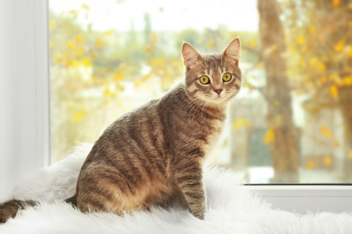 Кошка на подоконнике 