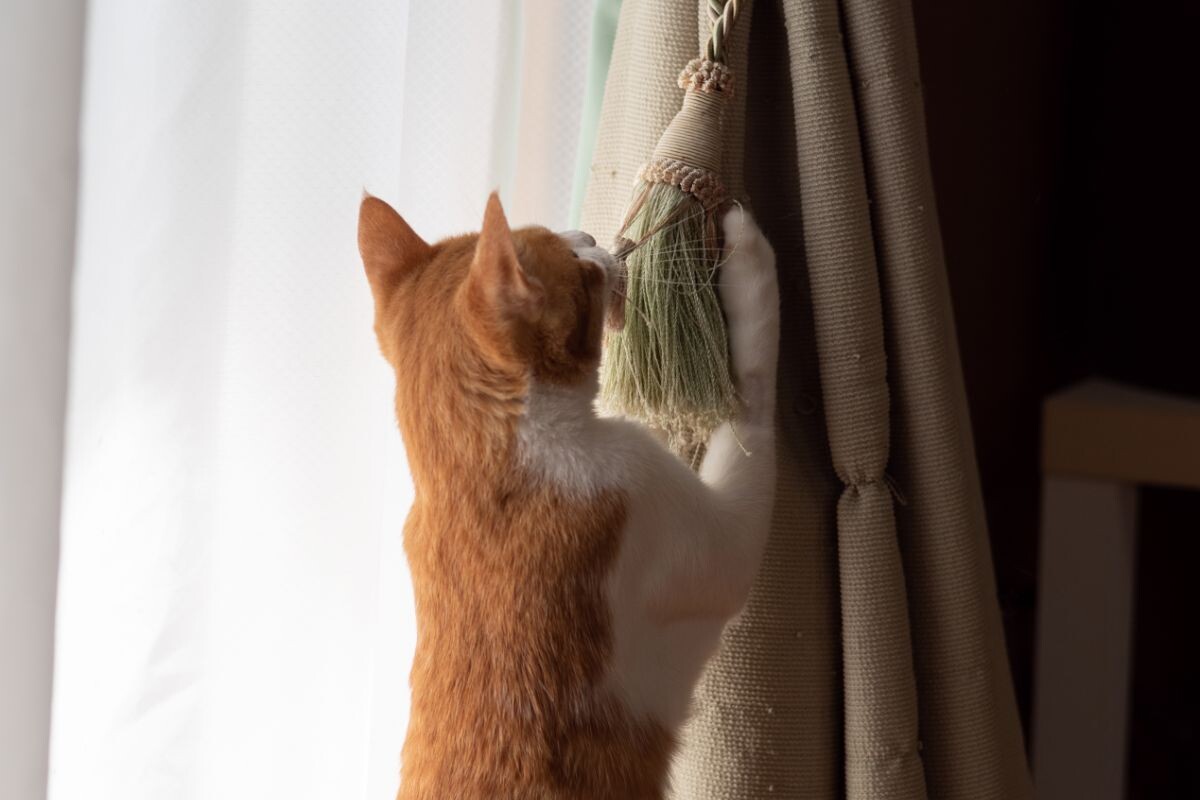 Кот играет со шторами 