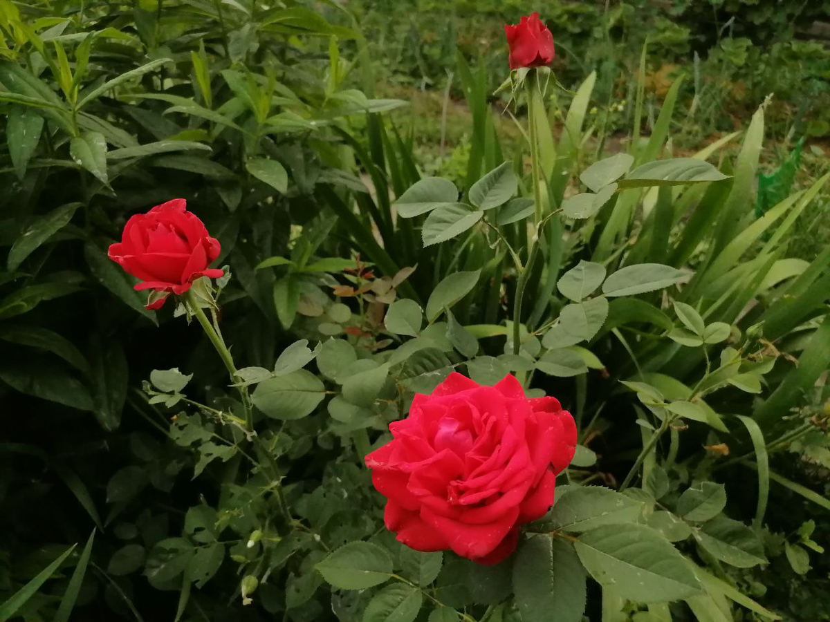 Моя любимая роза раскрыла первые бутоны.  А вообще, на моем на участке уже 6 кустов роз. Но эта пока единственная цветущая. Регион - Западная Сибирь, Кемерово, пишу и фото от 30 июня.