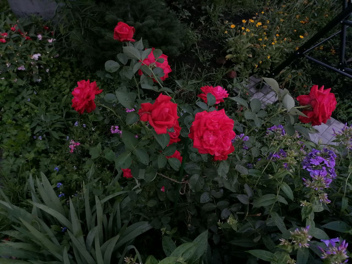 Роза летним вечером в июле, фото автора