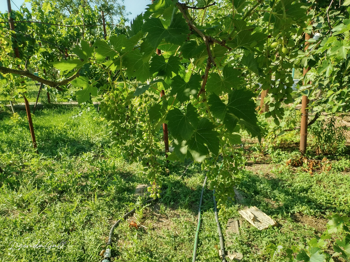 Грозди с полметра длиной ))