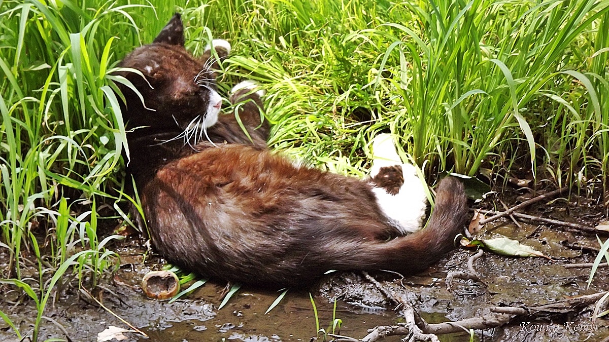 Кот: – Солнце стоит, а кот лежит, прохлаждается. 