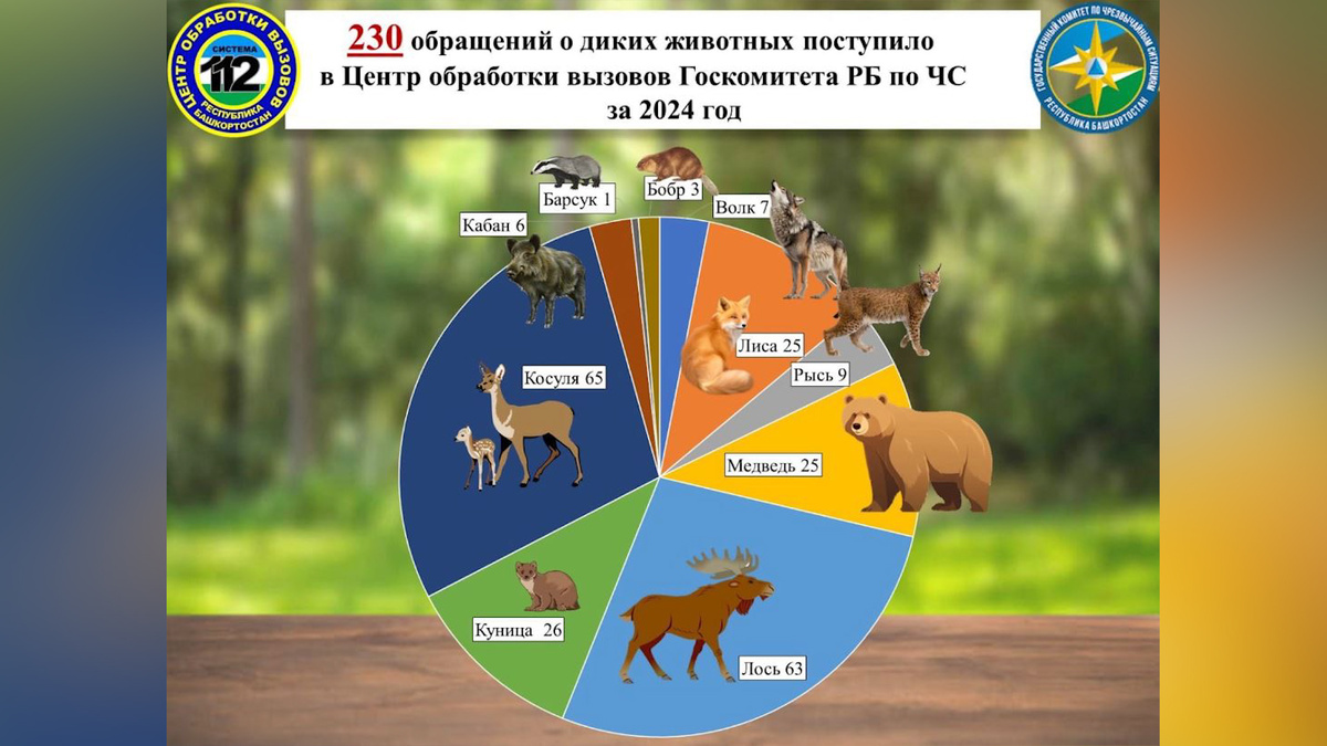    В Башкирии участились выходы диких зверей к людям