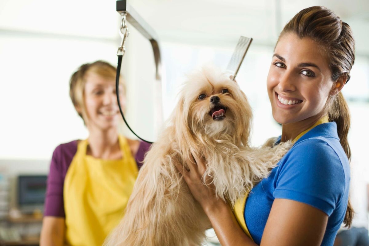 Грумер с собакой