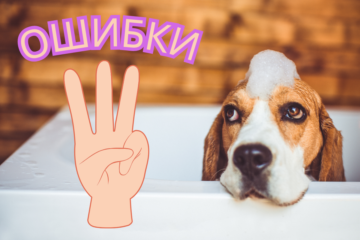 3 самые популярные ошибки при уходе за собакой