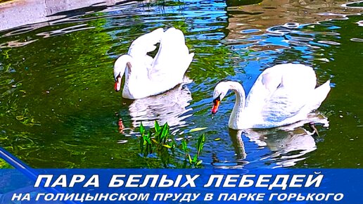 Парк Горького. Голицынский пруд и пара белоснежных лебедей