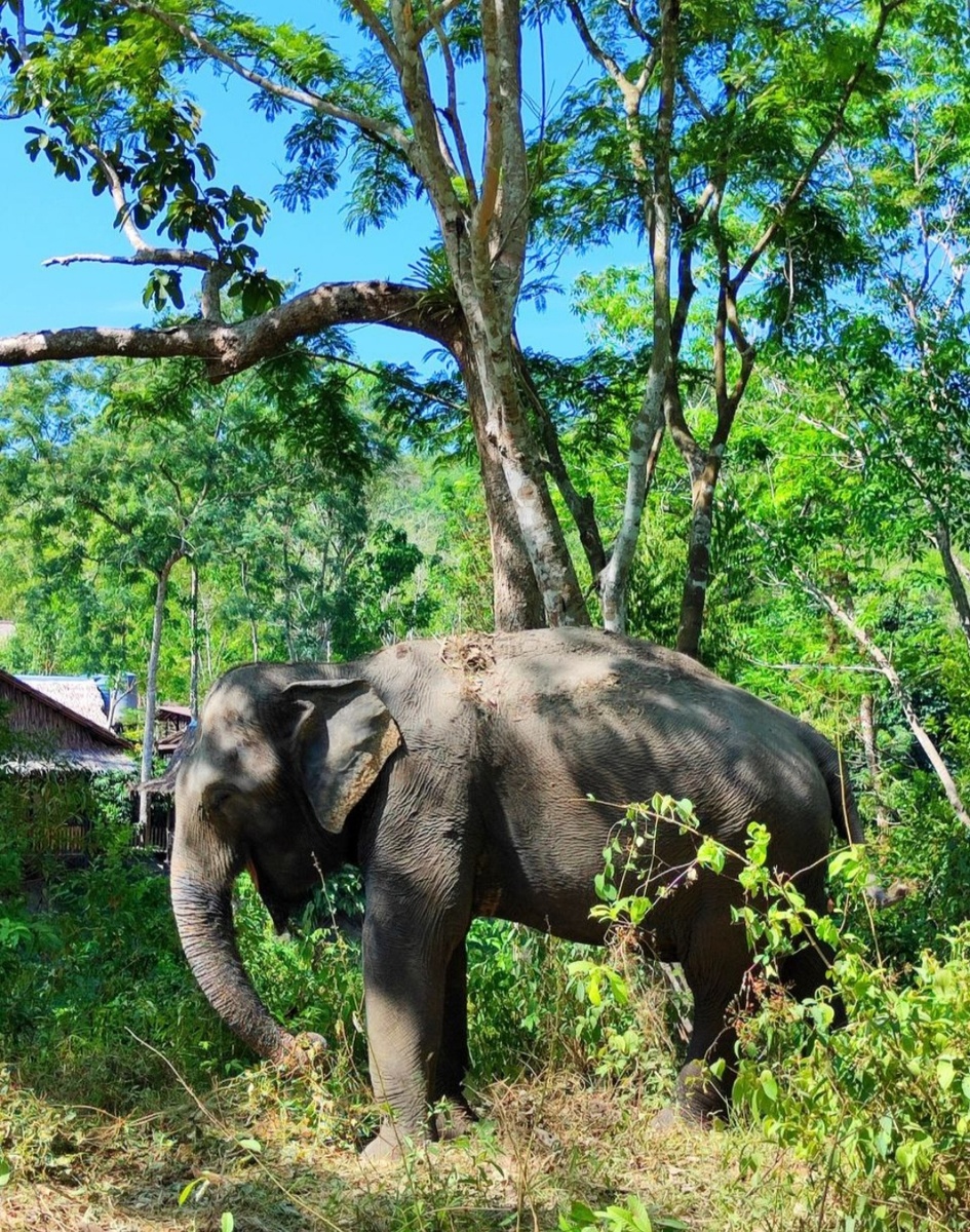Слоники гуляют в шаговой доступности и к некоторым можно подойти пообщаться.