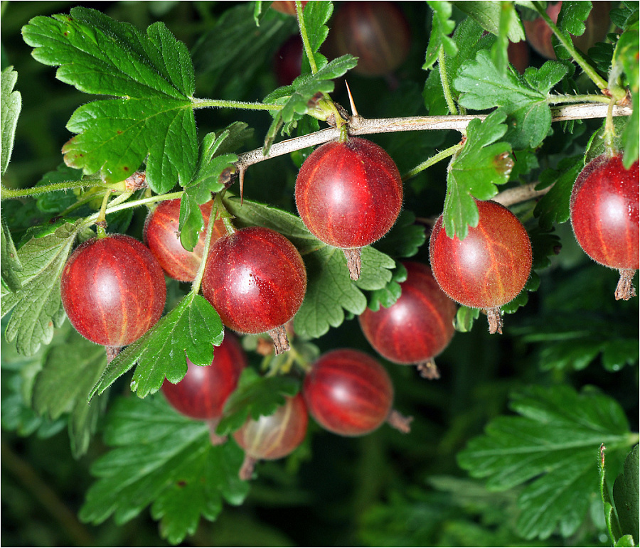 Из сети интернет.