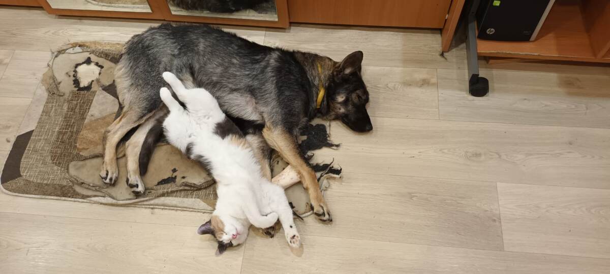 Кто бы мог подумать, что эта собака так подружится с кошкой!