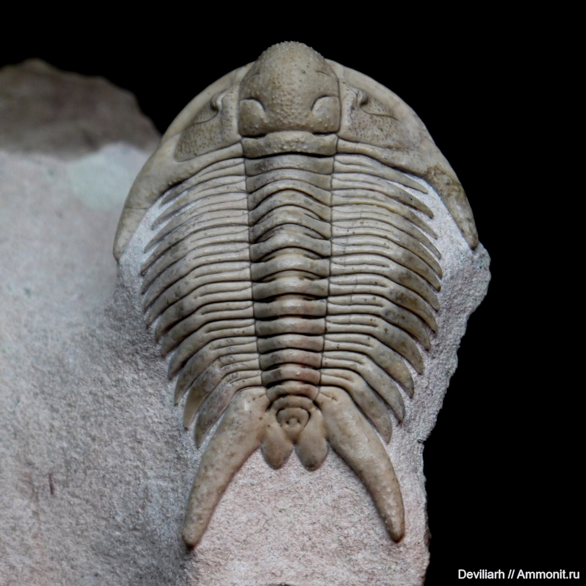 Панцирь трилобита Pandaspinapyga tumida ANGELIN 1854; фото Максима Кошелева