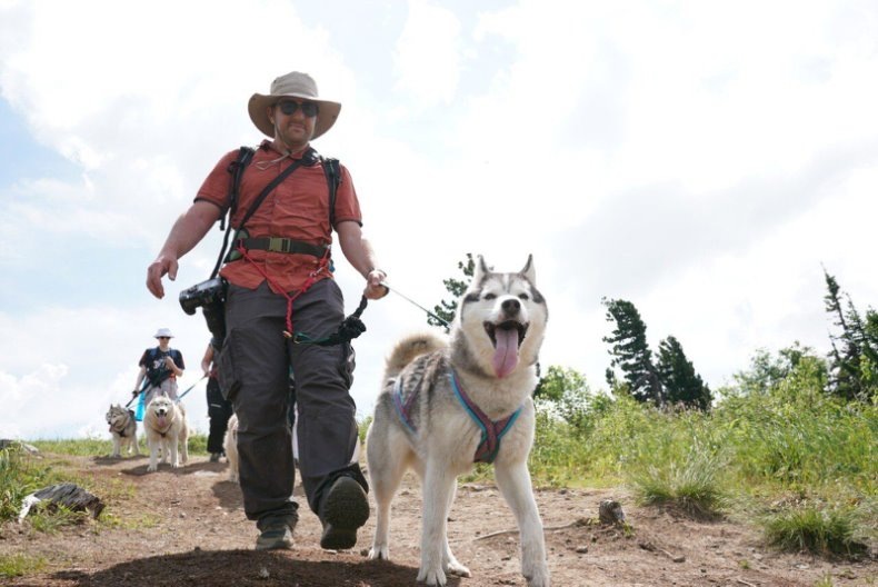 Сегодня поднимались в горы с собаками на Шерегеше. Называется это дог-трекинг. По-русски — пеший поход по пересеченной местности с собакой.