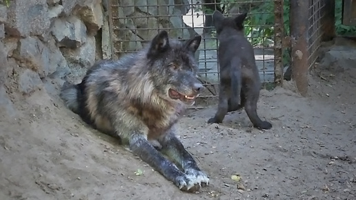 Волчата канадских черных волков делают подкоп в соседний вольер, чтобы познакомиться с белыми волчатами.