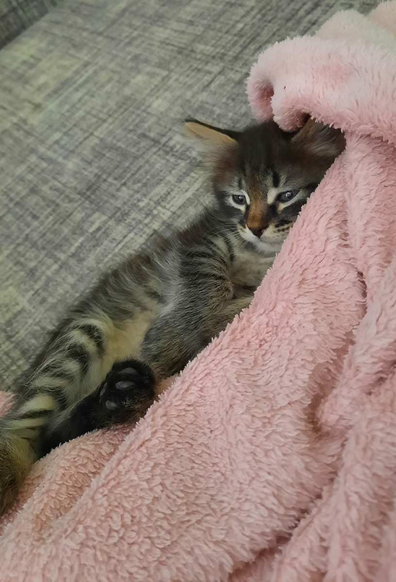 лежать на диване 