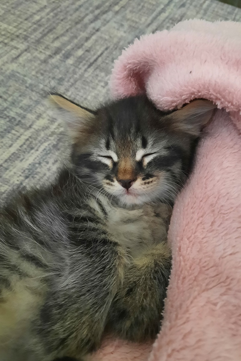 и дремать 😊