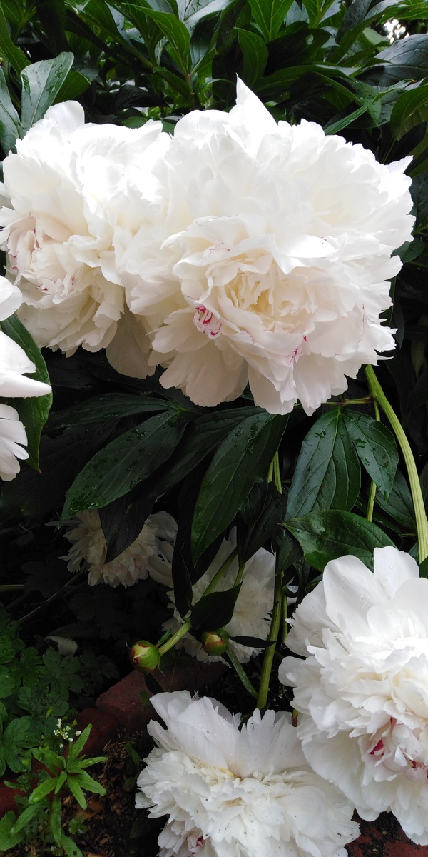 Участник эксперимента. На нескольких стеблях остались боковые бутоны, сейчас ещё цветут. Во время цветения основных шапок, после дождя весь к земле склонился, обычно хватало невысокий подставки, чтоб ровненько стоять... 