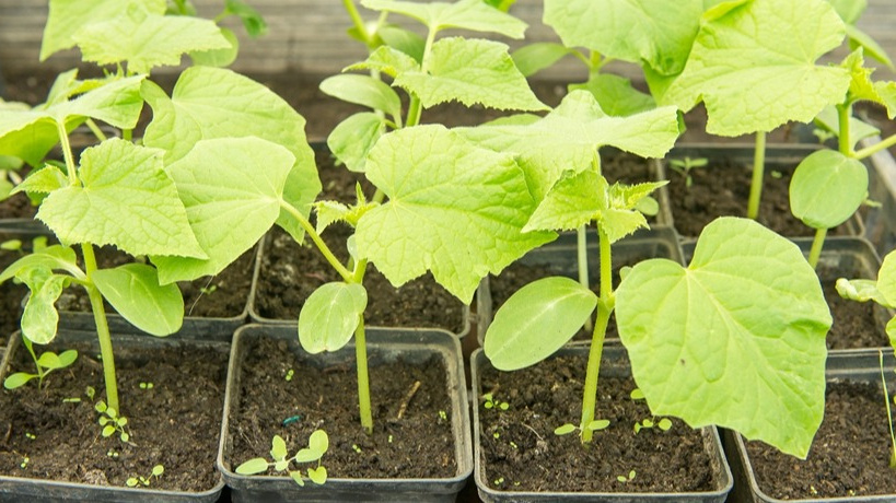 Маленькие хитрости и "огурцы быстро заплодоносят". Все просто – без химии (соблюдение агротехники)