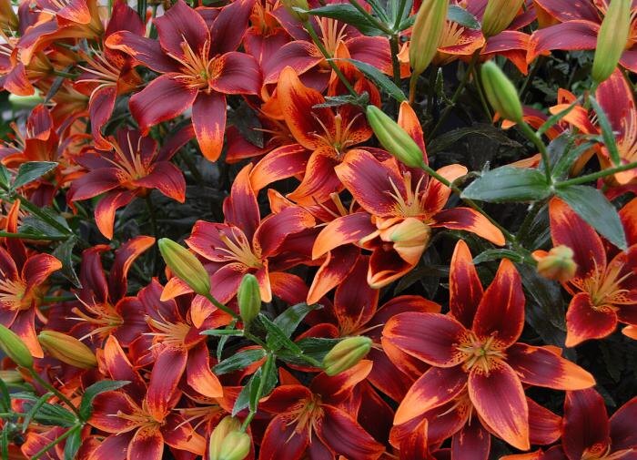 Три секрета обильного цветения лилий