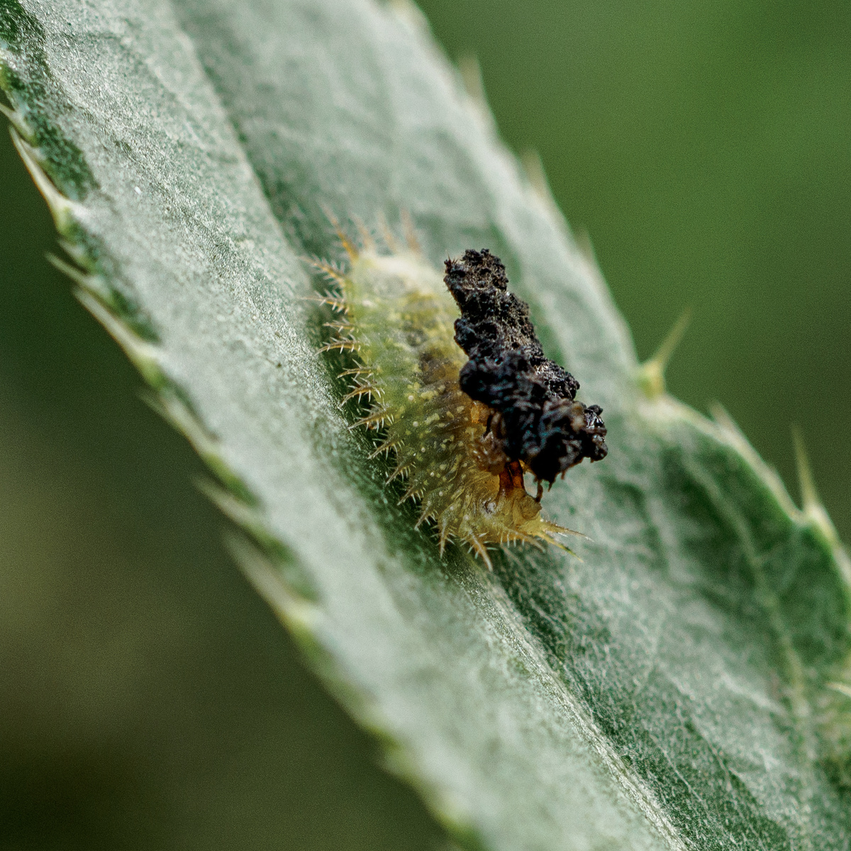 Фото: Азат Кадиров