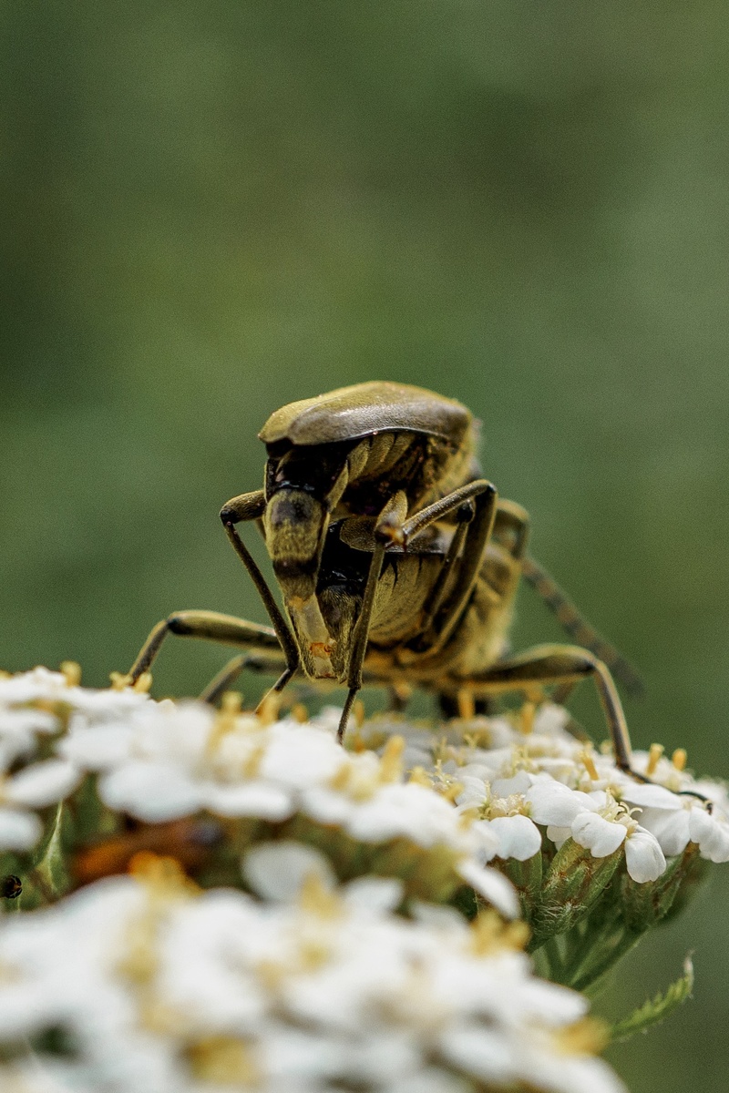 Совокупление зелёных усачиков Lepturobosca virens. Фото Азат Кадиров