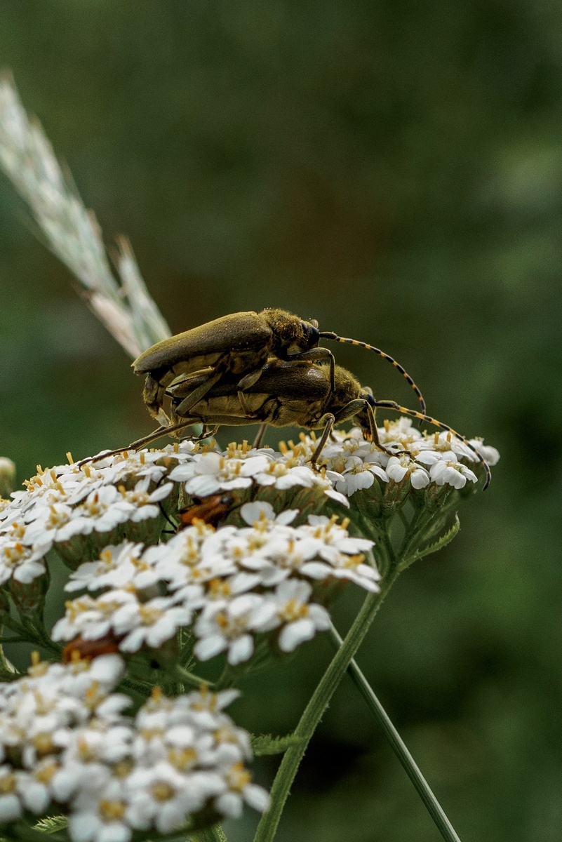 Совокупление зелёных усачиков Lepturobosca virens. Фото Азат Кадиров