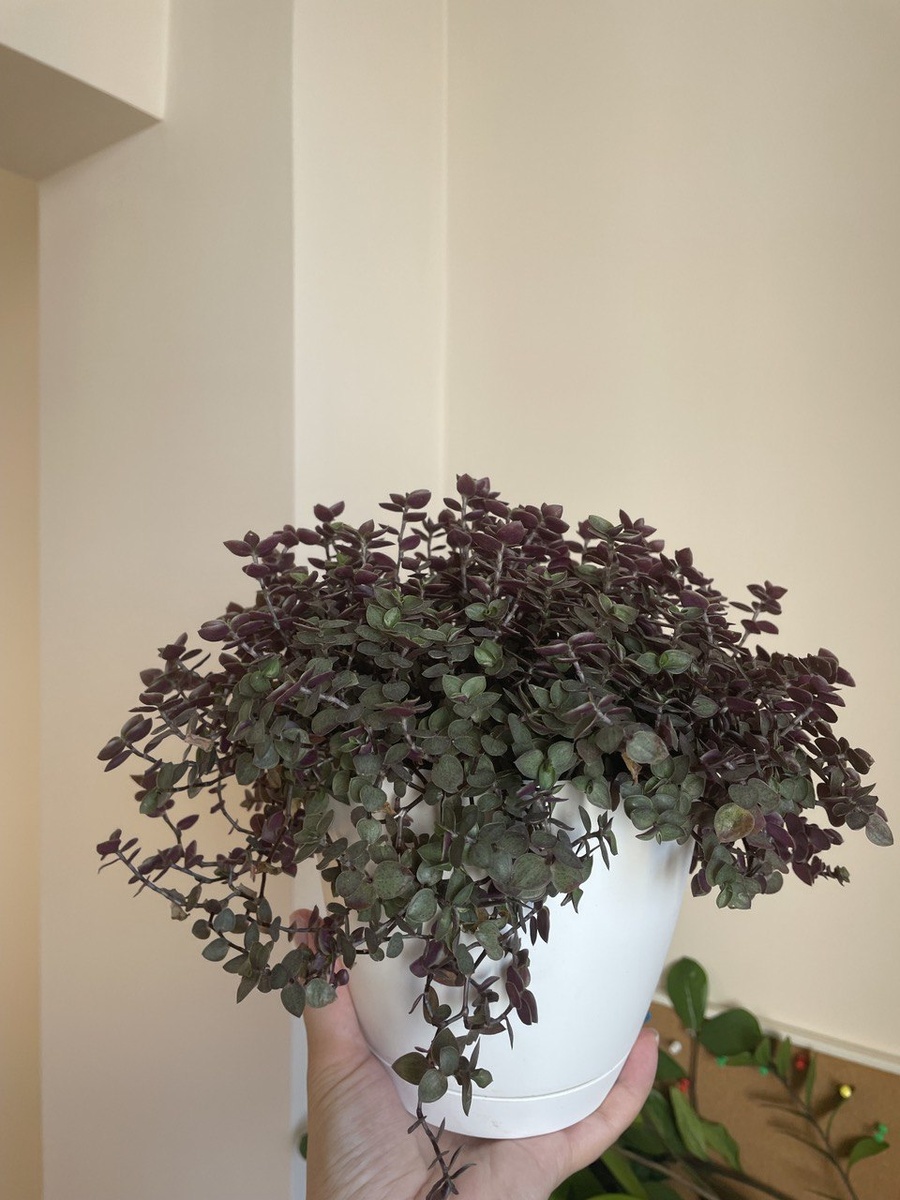 Callisia repens Green, Каллизия зеленая