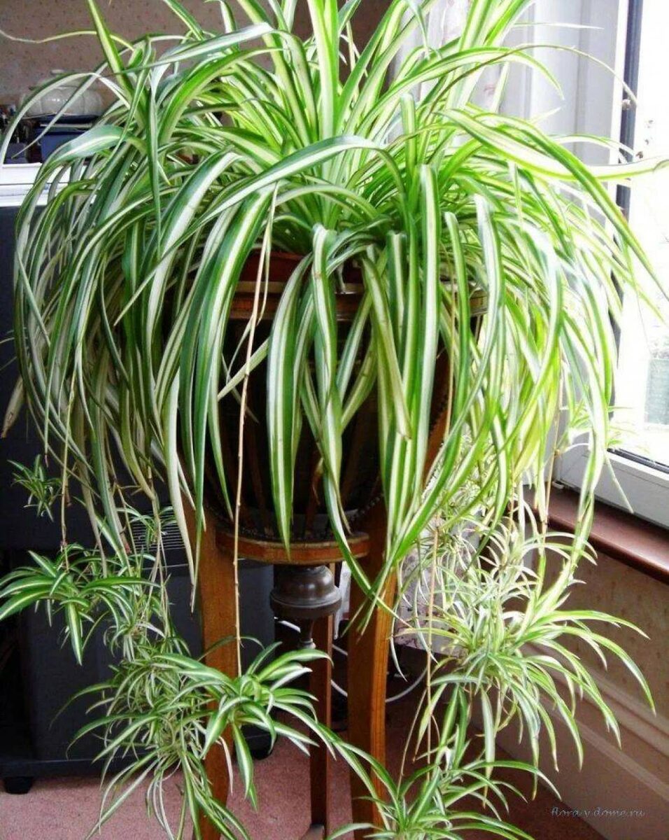 Современные веяния в сфере озеленения интерьера не перестают удивлять разнообразием. Живые композиции, создаваемые с помощью зелени, превращаются в настоящий арт-объект, подчеркивая индивидуальность и стиль каждого дома. Растения становятся не только элементом декора, но и важной частью экосистемы жилища, влияя на общее состояние и настроение обитателей.