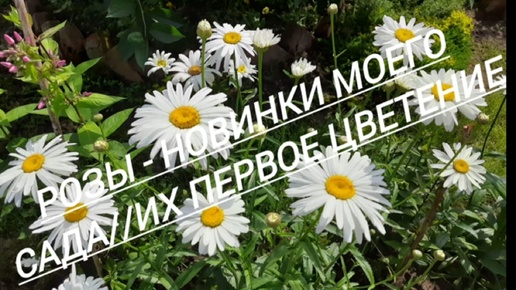 12.# Розы - новинки моего сада//Их первое цветение//29.06.24🌹🌹🌹