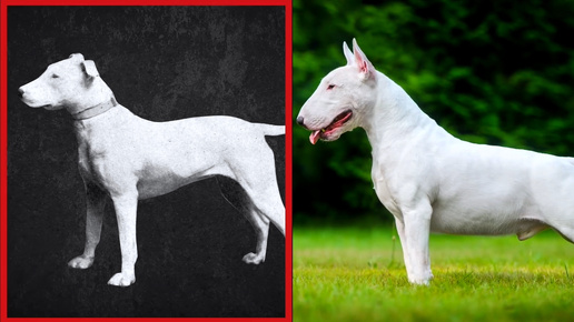 Как поменялись породы собак за 100 лет
