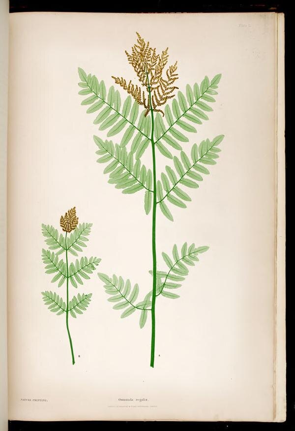 Иллюстрация из книги The ferns of Great Britain and Ireland (1855) / Wikimedia Commons images