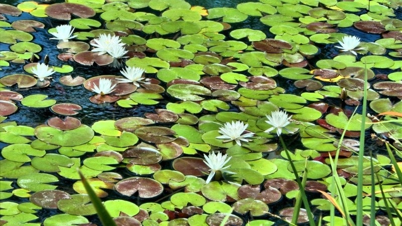 Фото: pxhere.com