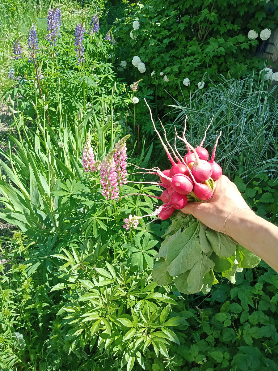 Редисочный сезон уже закрыли, начат клубничный