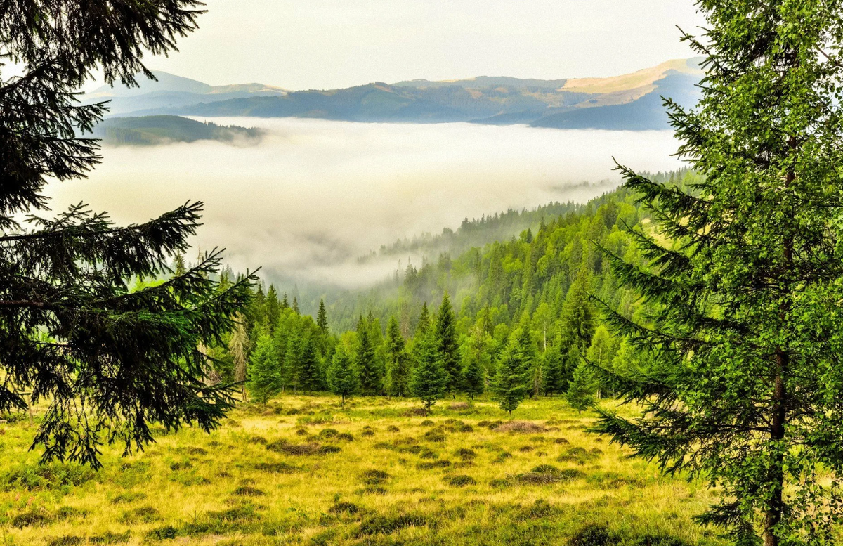 Яндекс картинки