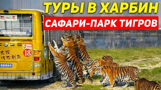 ТУРЫ В ХАРБИН из Владивостока! ПАРК ТИГРОВ в Харбине! +7(964)44-44-144 Туры в Харбин из Хабаровска