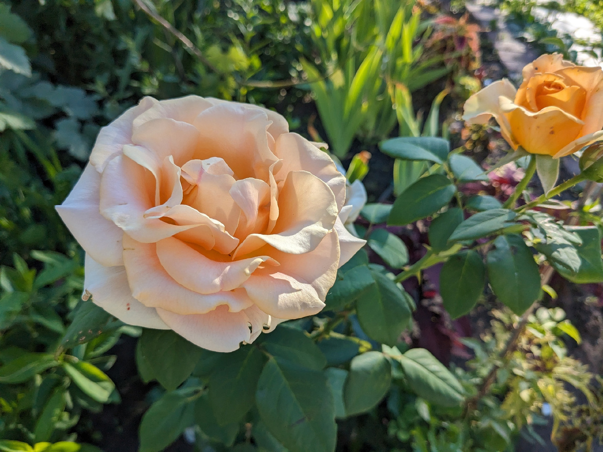 Чайно-гибридная роза, сорт Marilyn Monroe