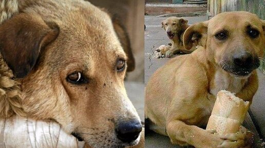 Бродячий пес был отравлен и весь дергался, но рядом с ним был выводок щенков, которые были голодны-преголодчицы.