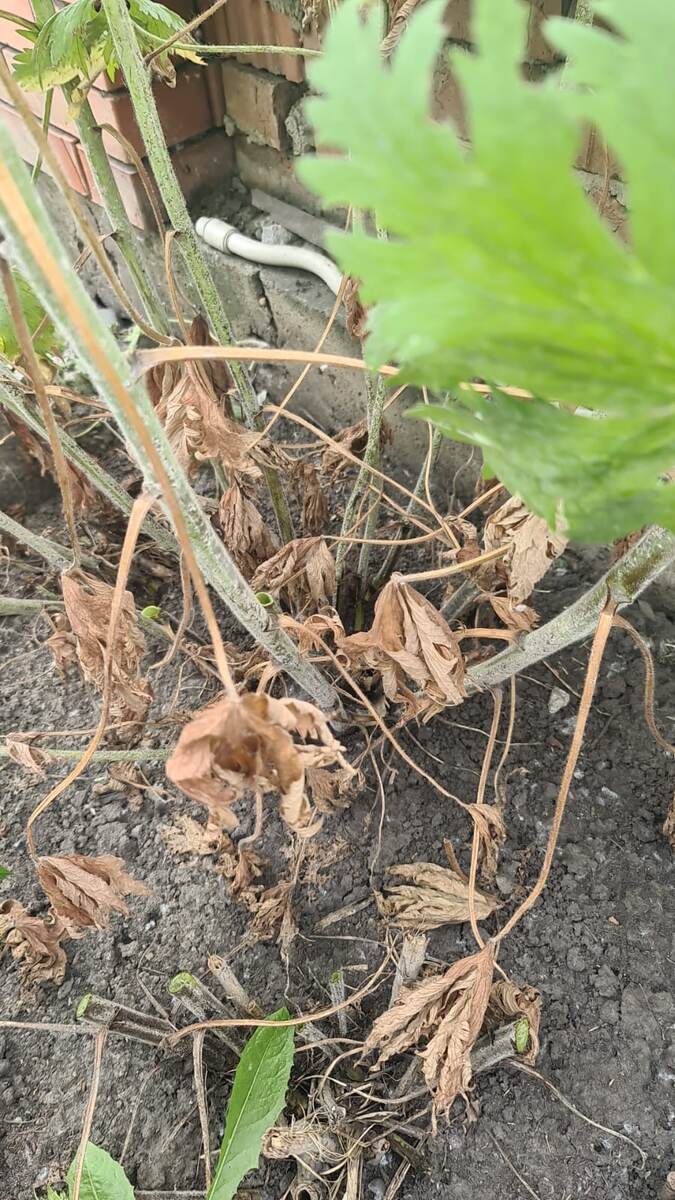 В галерее 2 фото