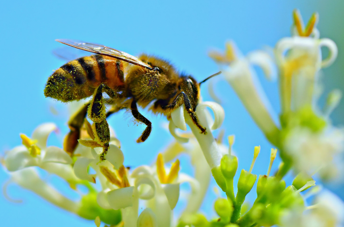 Медоносная пчела