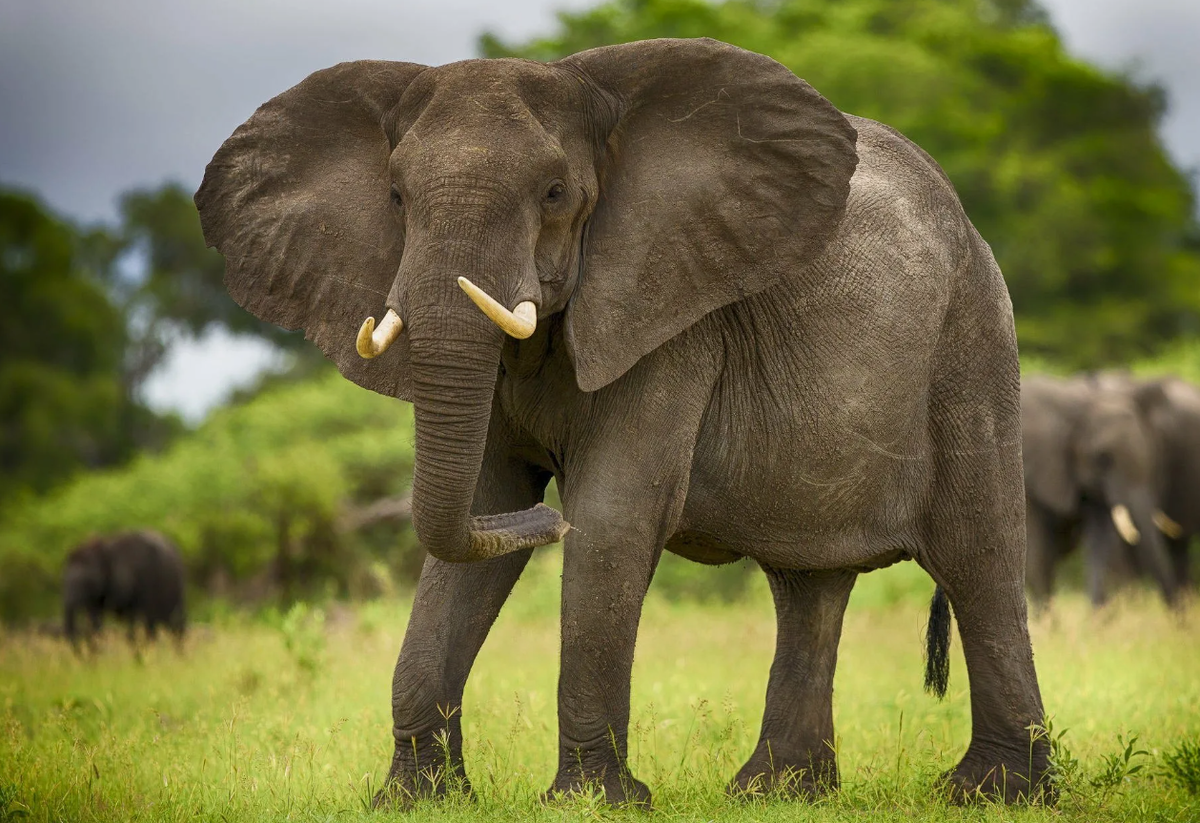 Африканский слон