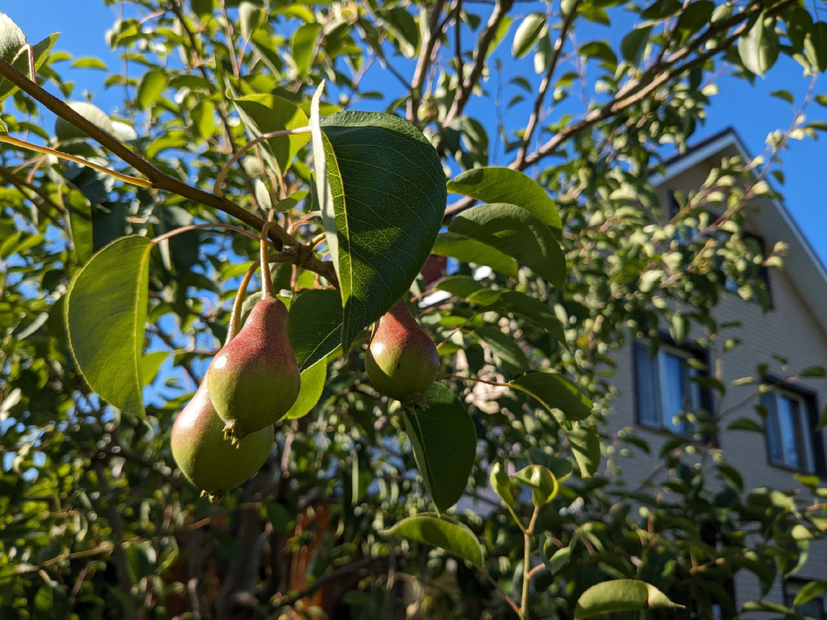 Висит груша - скоро кушать