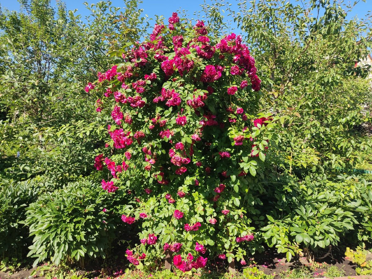 Угнетенная роза