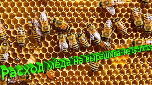 Профессор Кашковский: Расход мёда на выращивание расплода